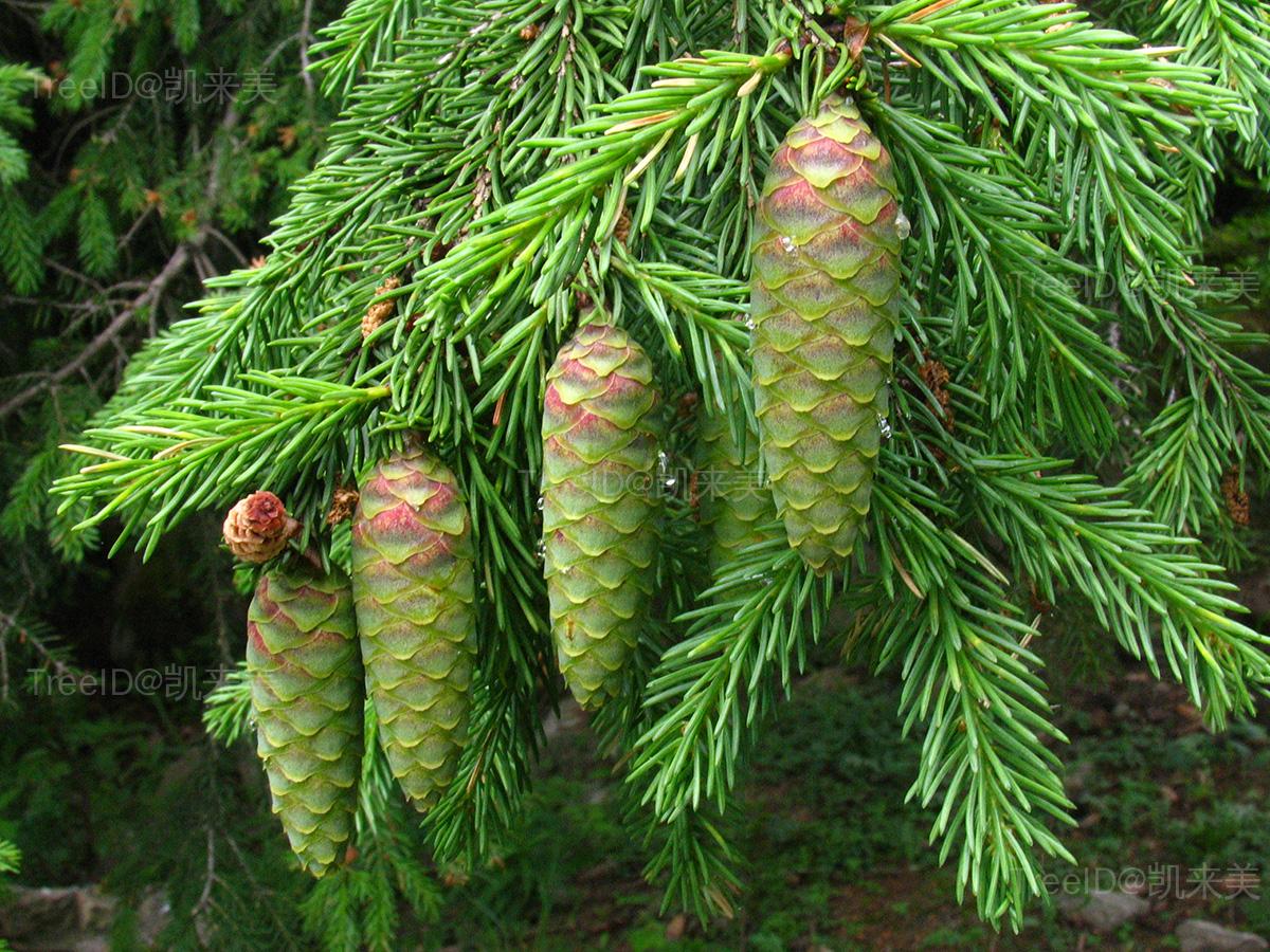 青扦 科松科 属云杉属 种青扦 拉丁文picea wilsonii mast.