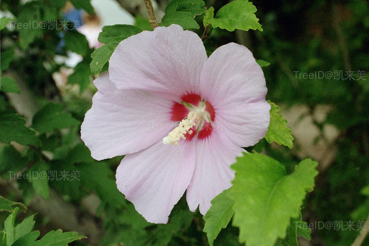 科锦葵科  属木槿属  种木槿  拉丁文hibiscus syriacus l.