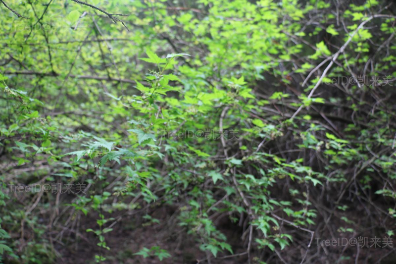 整株