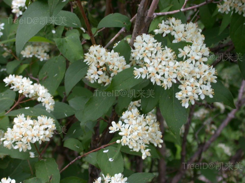 小花溲疏3 花_3