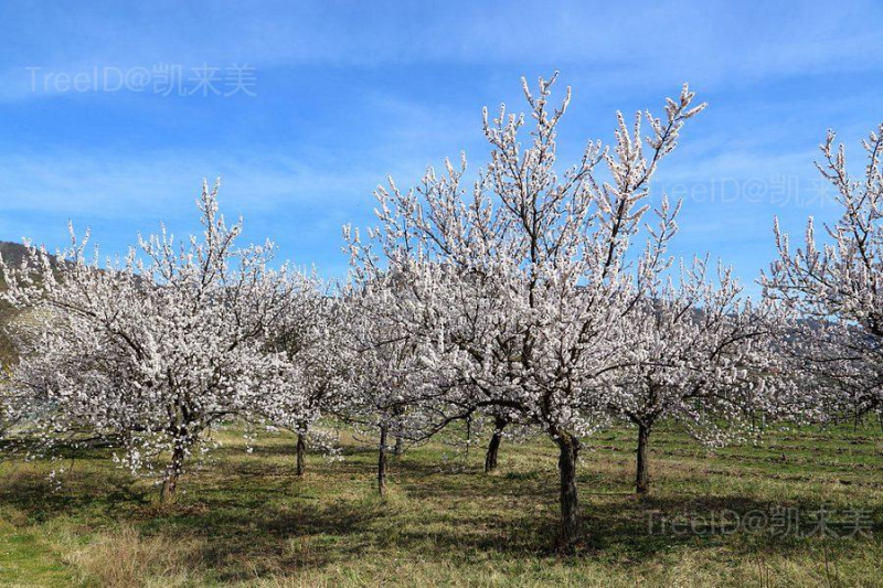 Apricot_Trees_Flowering_Prunus_armeniaca900