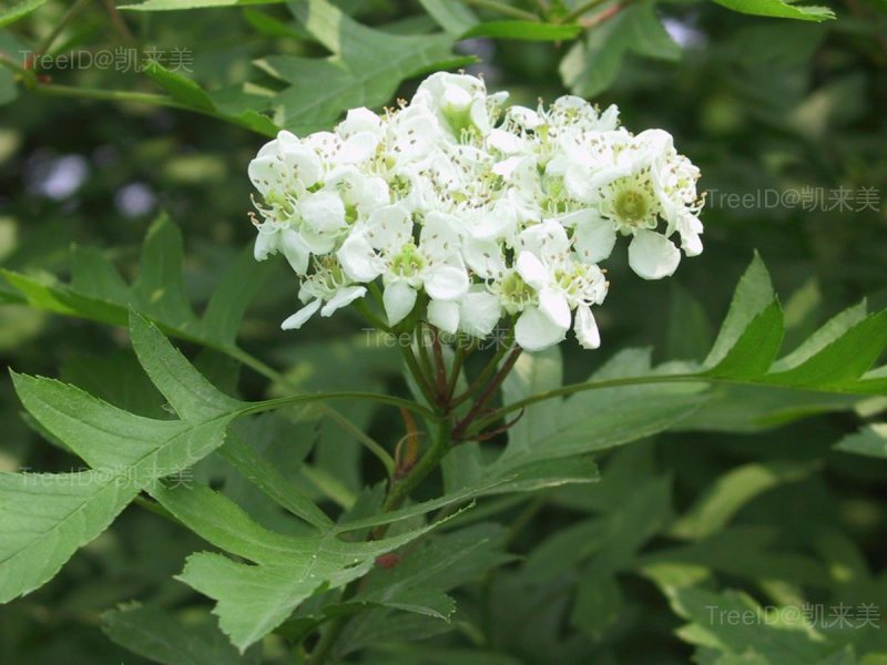 山楂1 花