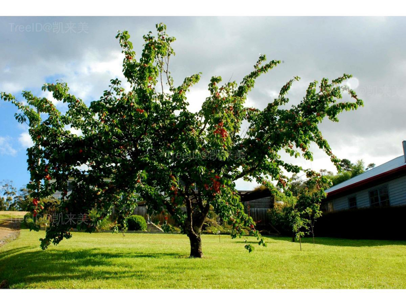 manchurian-apricot-seeds-prunus-armeniaca (2)