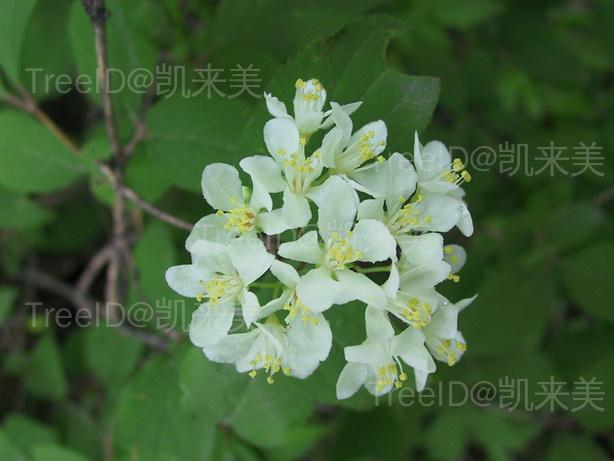 小花溲疏3 花_2