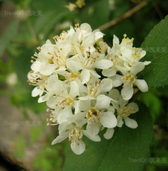 小花溲疏3 花_4.JPG
