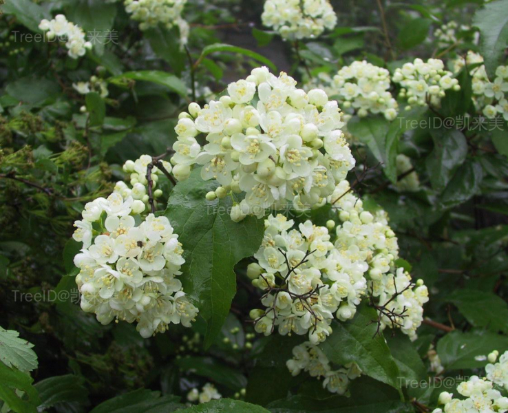 小花溲疏3 花_1.JPG