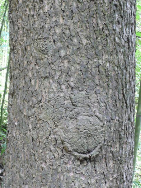 PCneoveitchii0676