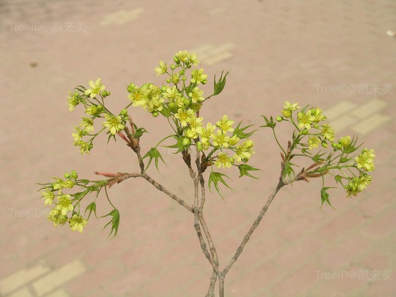 元宝枫3 花枝_1