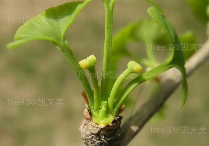 银杏6 雌球花