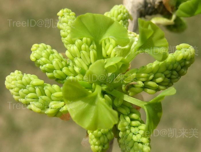 银杏5 雄球花
