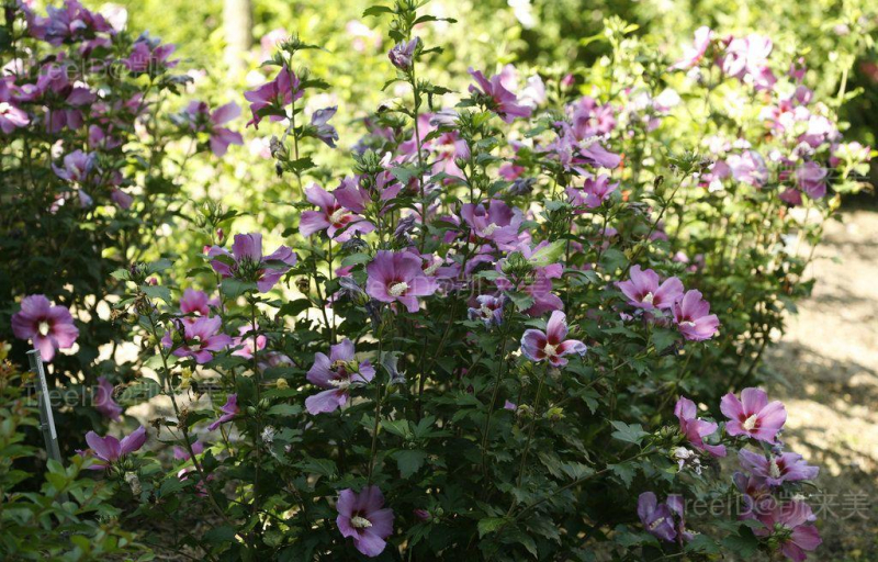 hibiscus_purple_satin_rose_sharon-2