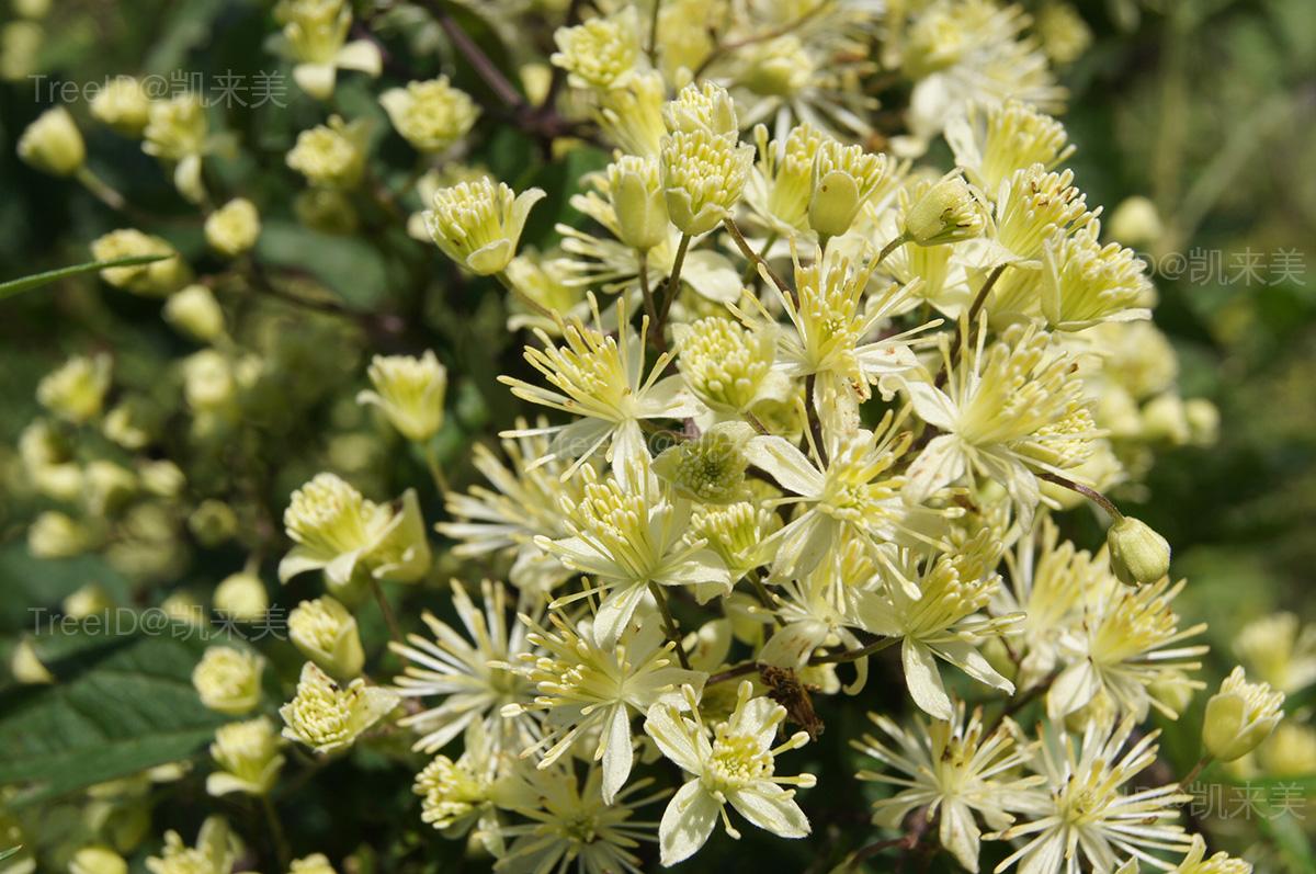 DSC07008-花