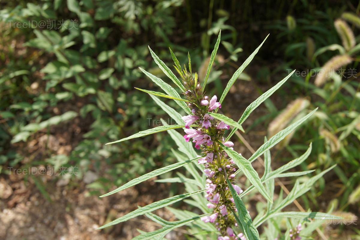 益母草科唇形科属益母草属种益母草拉丁文leonurus artemisia(laur.