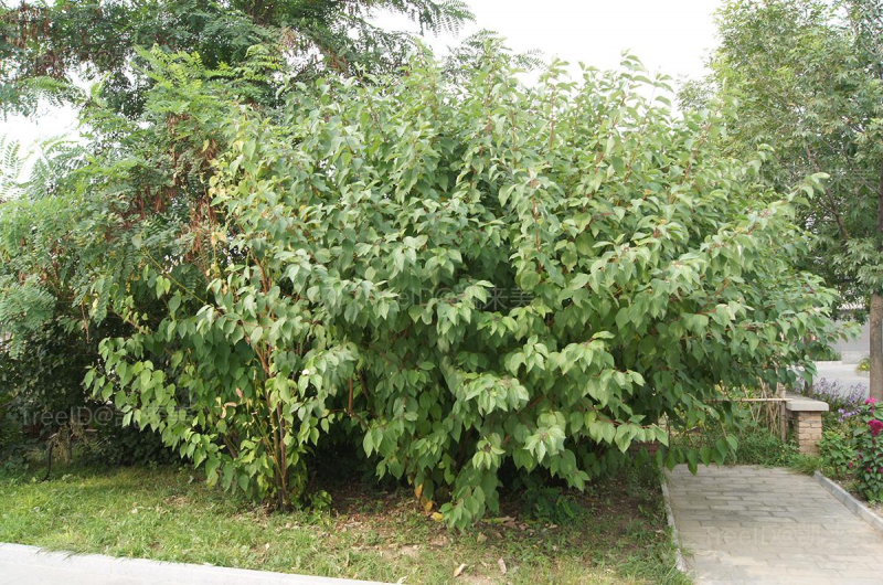 整株
