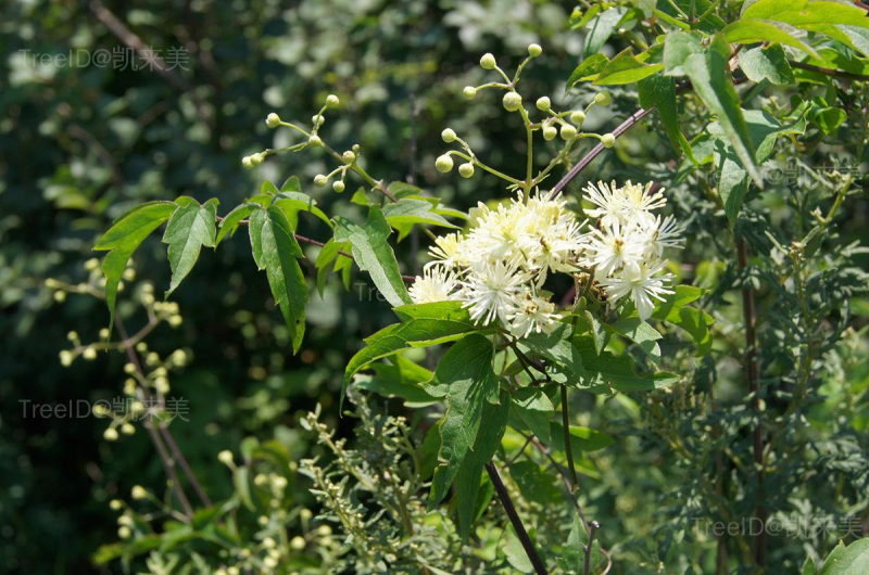 DSC07001-花
