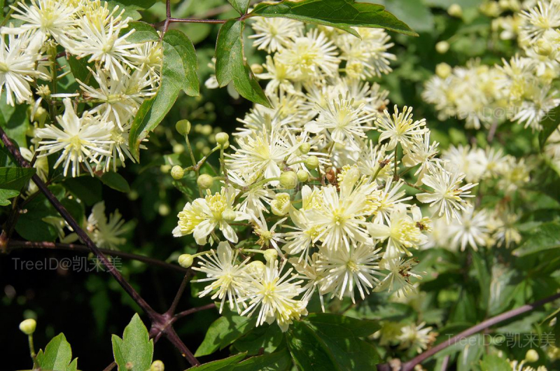DSC07000-花