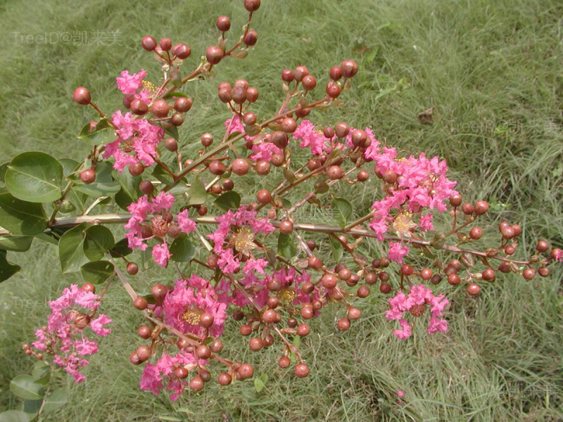 花果