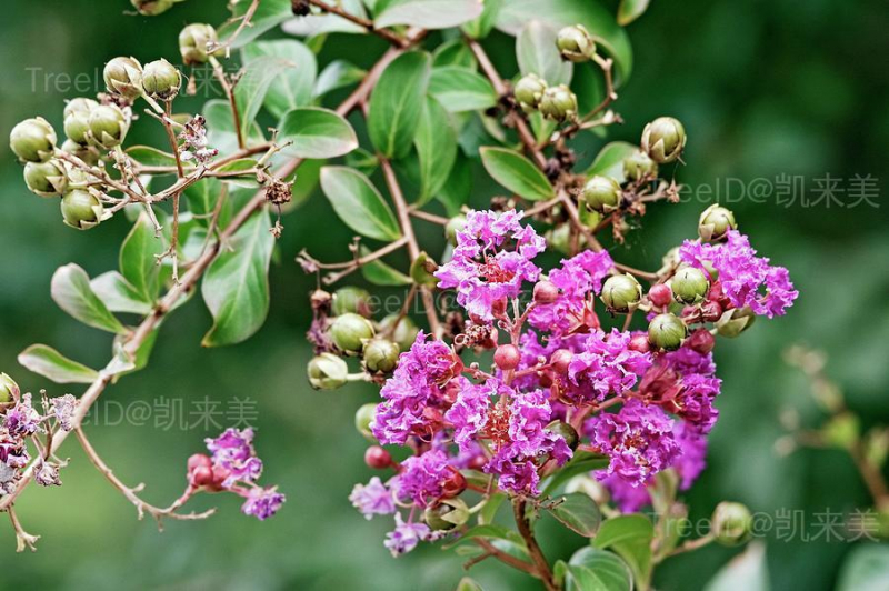 花果