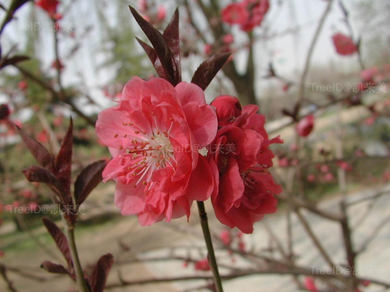 红花