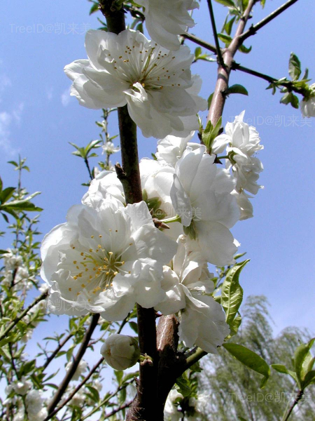 白花