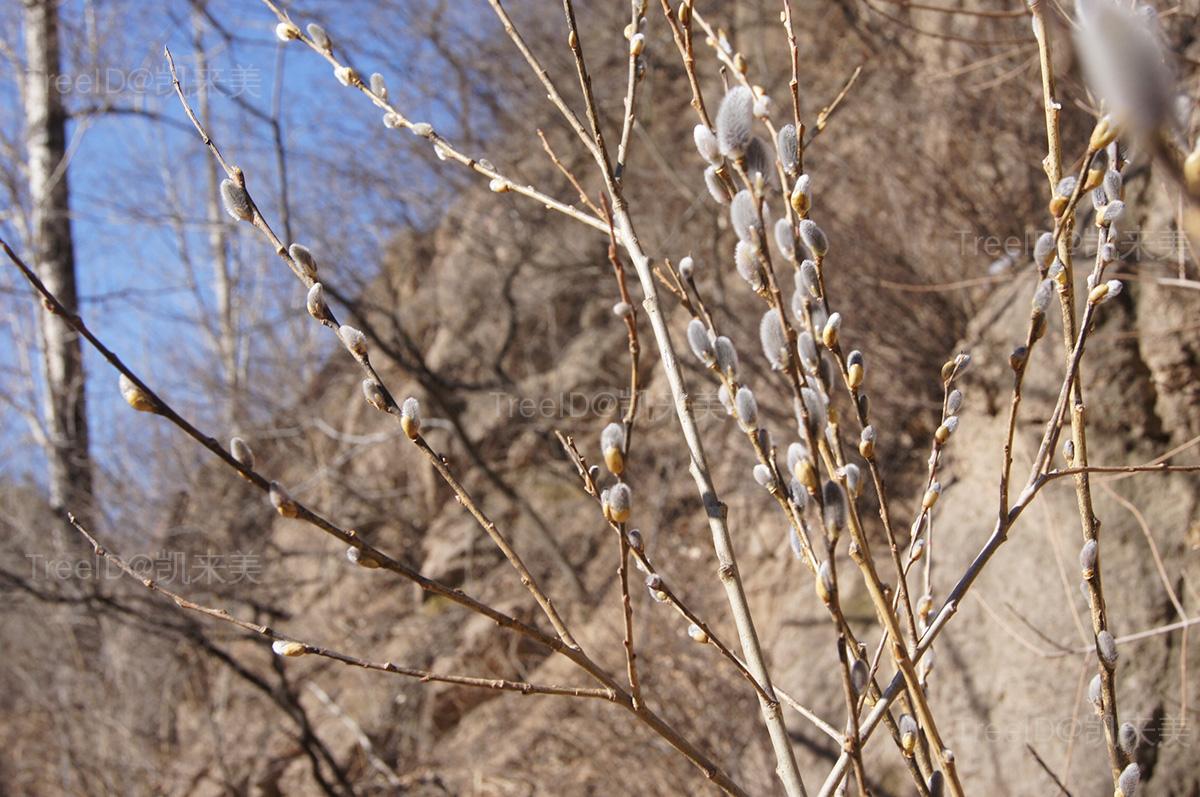 属柳属 种棉花柳 拉丁文salix leucopithecia kimura 别称银柳