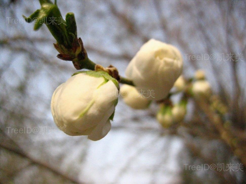 花苞