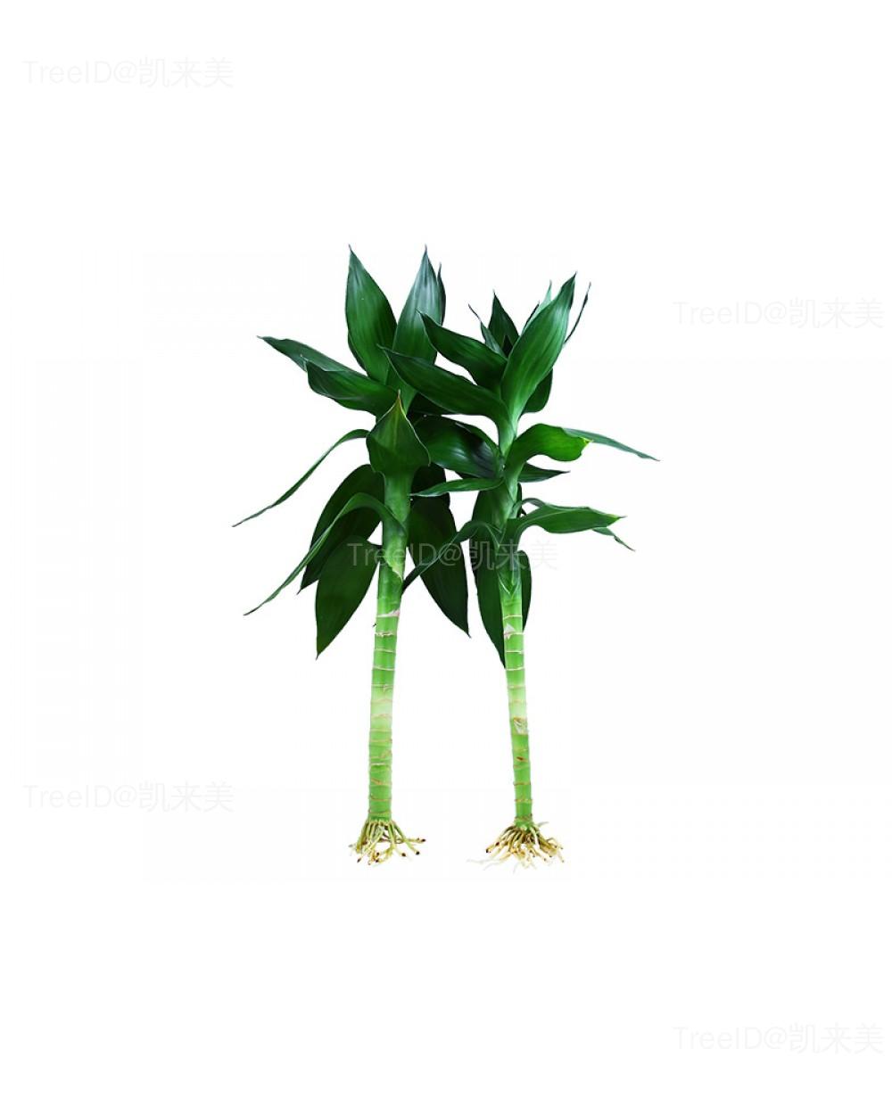 荷花竹