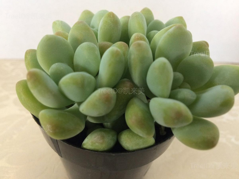 天使之泪