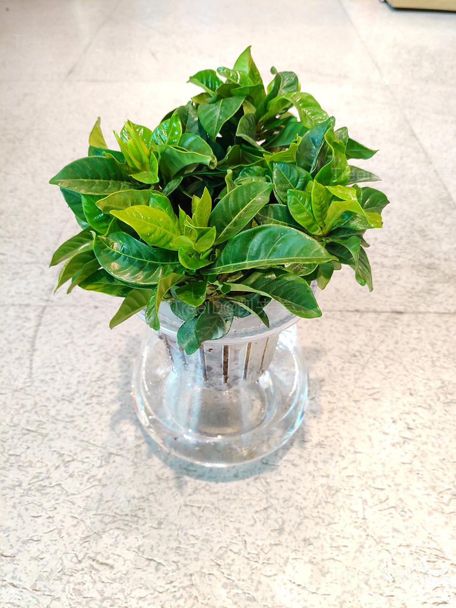 栀子花