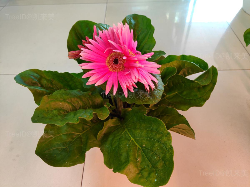 非洲菊