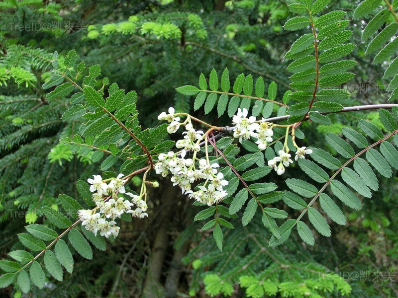 湖北花楸
