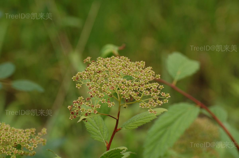 南川绣线菊