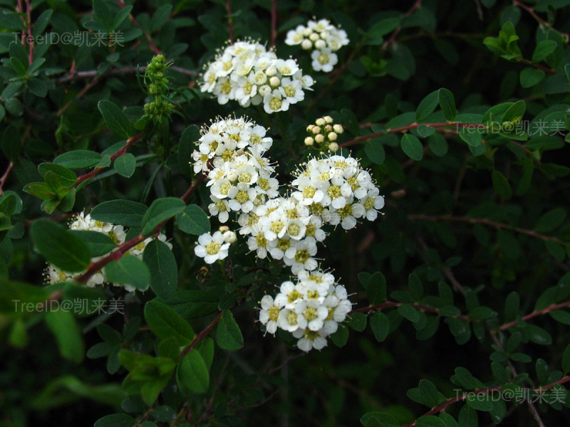 蒙古绣线菊