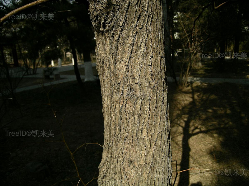 枣