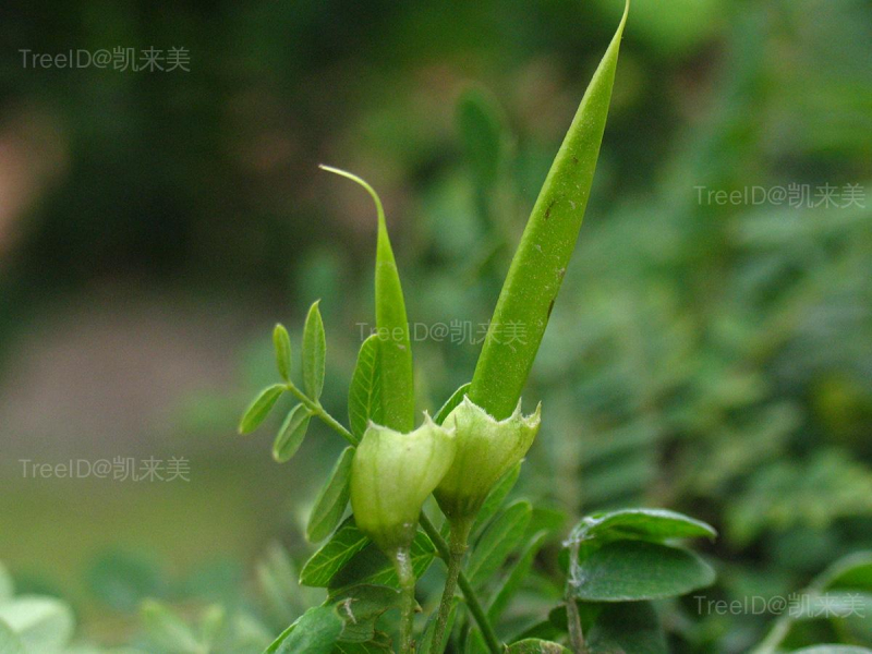 扁刺锦鸡儿