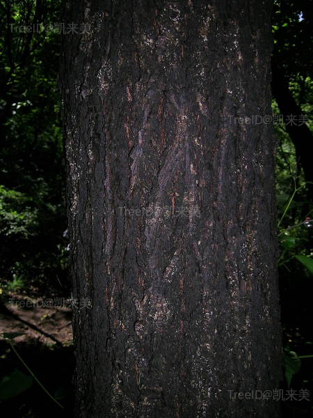 鼠李