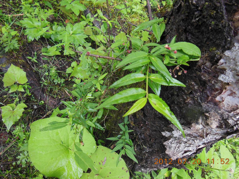 八宝茶