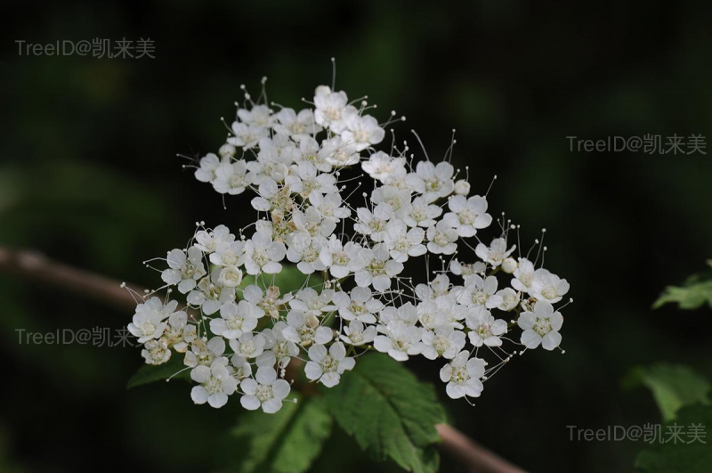 南川绣线菊