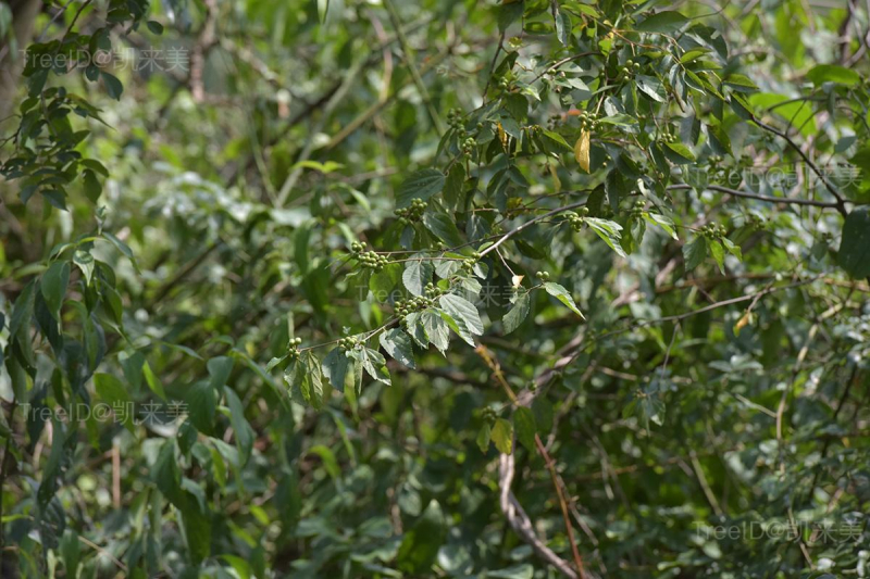整株