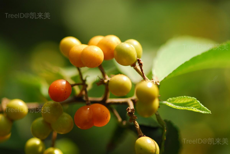 果