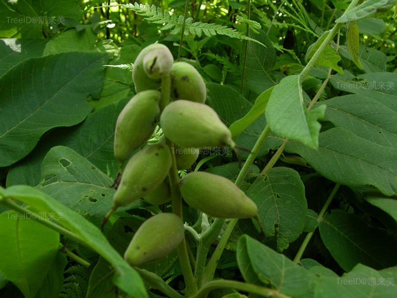 野胡桃