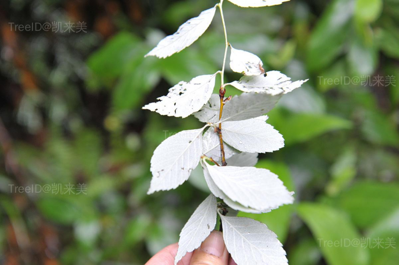 石灰花楸