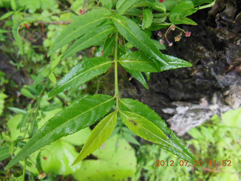 八宝茶