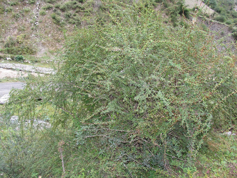 洮河小檗