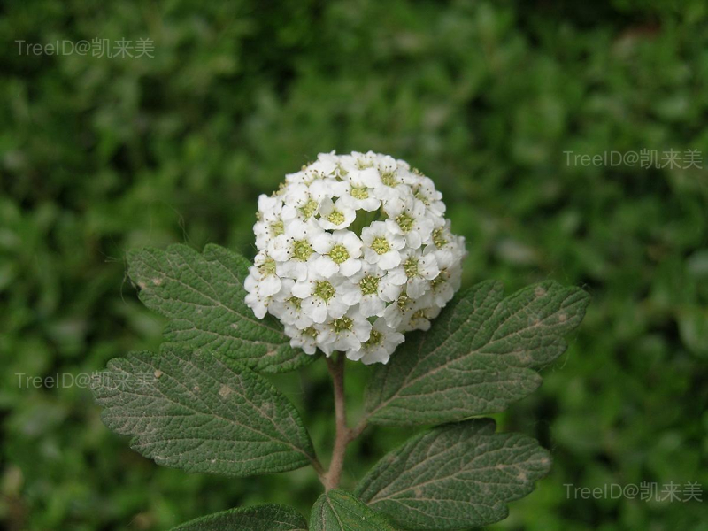 毛花绣线菊