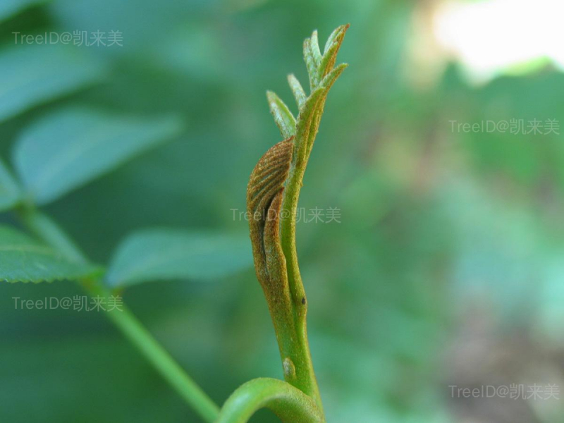 枫杨