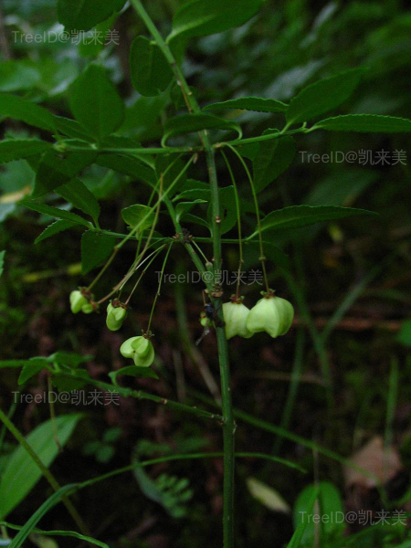 八宝茶