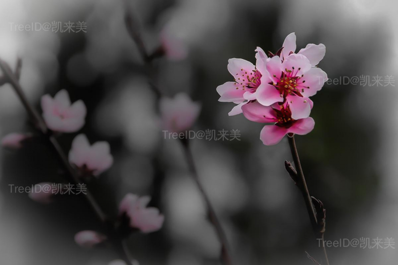 桃