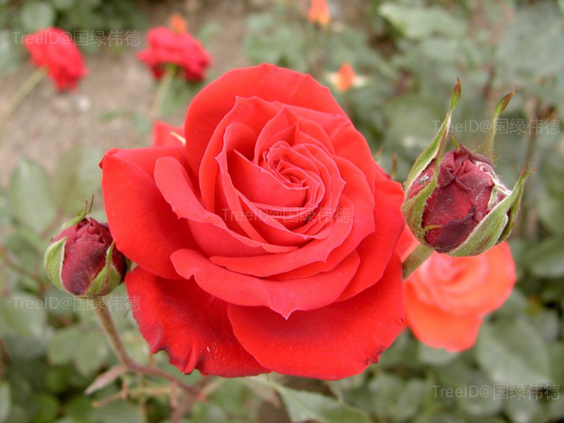 月季花