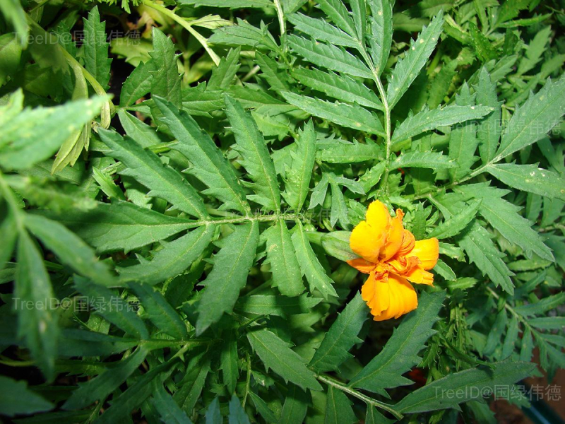 万寿菊